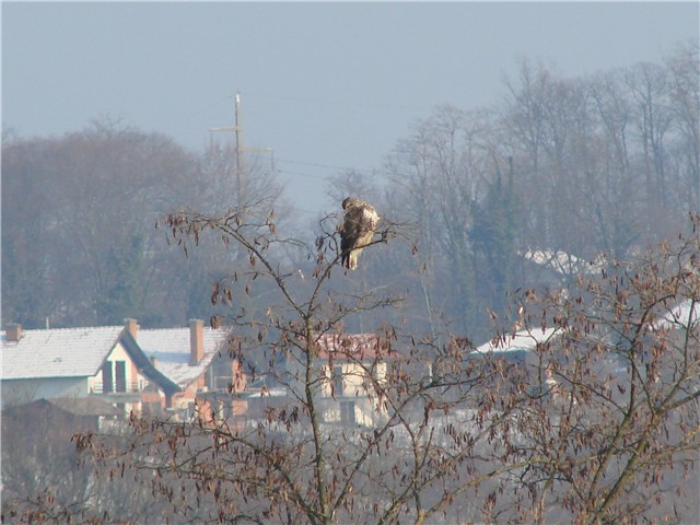 jastreb bolji